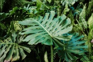 Monstera : tout savoir sur cette plante au niveau rempotage, arrosage et entretien Monstera plante