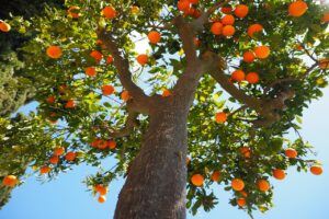 Que planter au pied d’un arbre fruitier ? arbres-fruitiers-associations-possibles