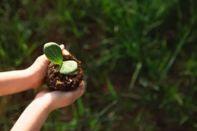 Savoir que planter en jardinière orientée en plein sud