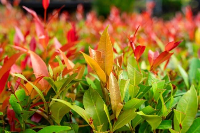 Le photinia, arbuste idéal pour créer une haie spectaculaire et facile d'entretien